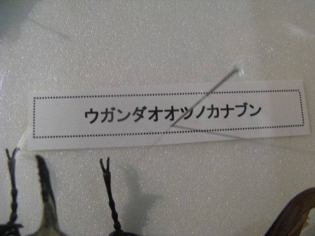 動物編のコガネムシ科のウガンダオオツノカナブン（ウガンダオオツノカナブン）
