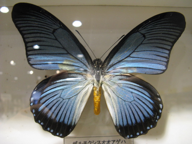 ưʪԤΥϥ祦ʤΥ⥯ϡPapilio_zalmoxis 