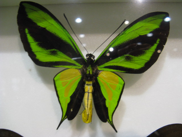 ưʪԤΥϥ祦ʤΥ饯ȥХͥϡOrnithoptera paradisea