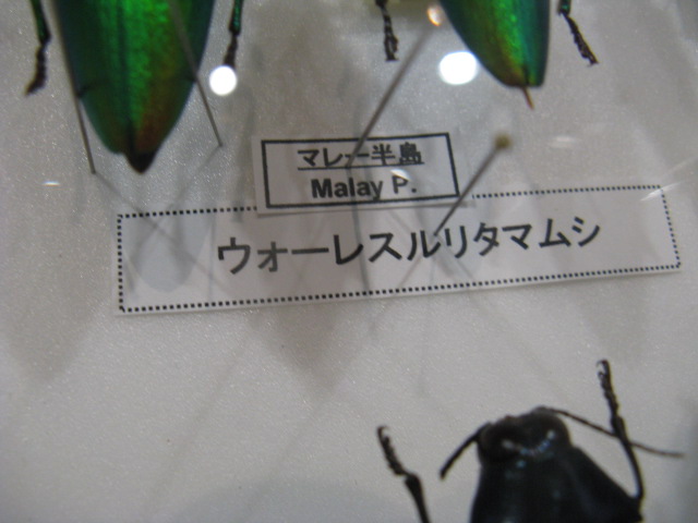 ưʪԤΥޥॷʤΥ쥹꥿ޥॷʥ쥹꥿ޥॷ
