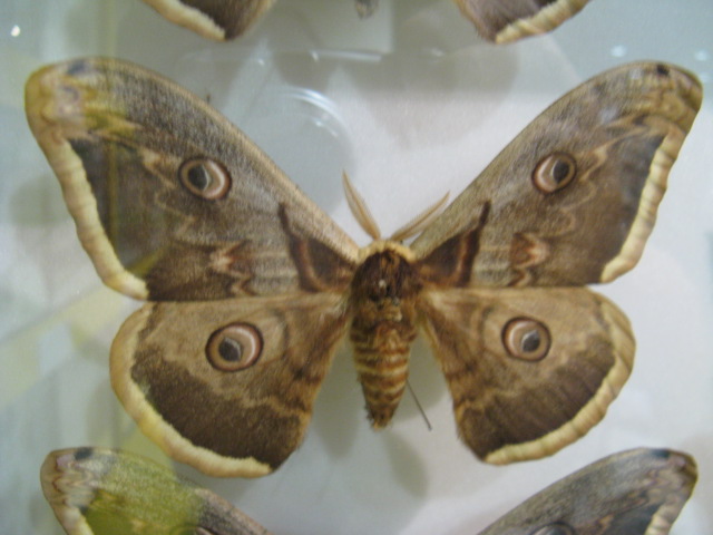動物編のヤママユガ科のオオクジャクヤママユ（Saturnia pyri）