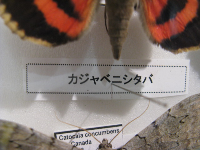 ưʪԤΥ䥬ʤΥ٥˥Сʥ٥˥С