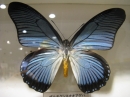 ưʪԤΥϥ祦ʤΥ⥯(Papilio_zalmoxis )