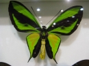 ưʪԤΥϥ祦ʤΥ饯ȥХͥ(Ornithoptera paradisea)