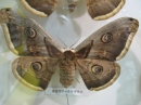 ưʪԤΥޥޥ楬ʤΥ㥯ޥޥ(Saturnia pyri)