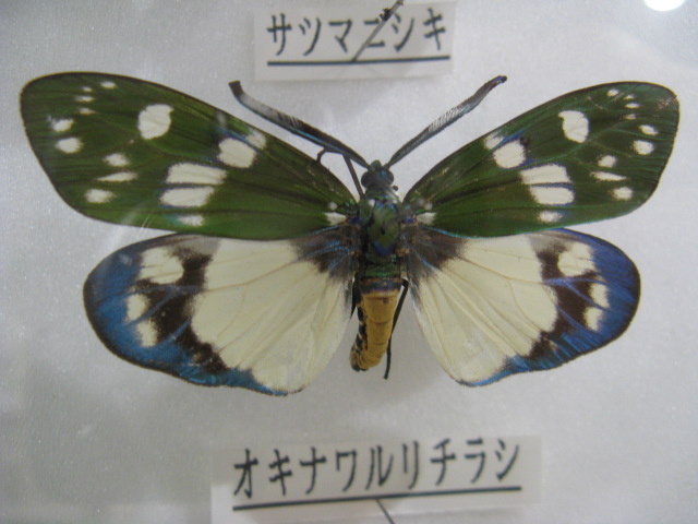 動物編のマダラガ科のオキナワルリチラシ（オキナワルリチラシ）