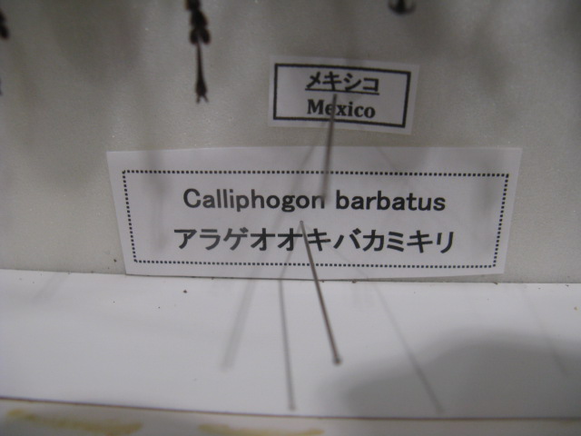 ưʪԤΥߥॷʤΥ饲ХߥCallipogon barbatus