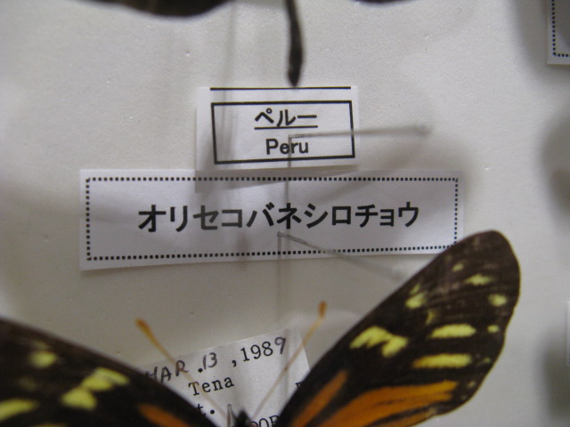動物編のシロチョウ科のオリセコバネシロチョウ（オリセコバネシロチョウ）