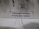 ưʪԤβʤΥ饲ХߥCallipogon barbatus