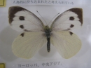 動物編の科のオオモンシロチョウ（大紋白蝶）