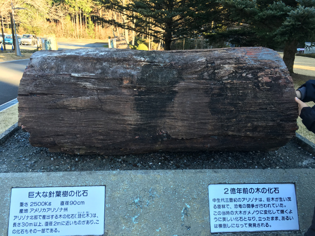 動物編の化石科のキノカセキ（木の化石）