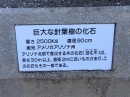 動物編の化石科のキノカセキ(木の化石)