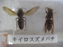 動物編の科のキイロスズメバチ（キイロスズメバチ）