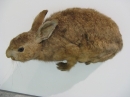 動物編の科のニホンノウサギ（日本野兎）