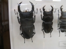 動物編のクワガタムシ科のオオクワガタ(大鍬形)