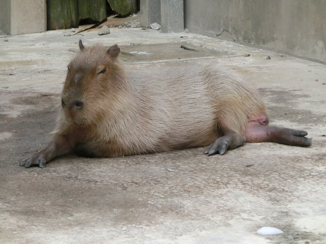 動物編のテンジクネズミ科のカピバラ（カピバラ）