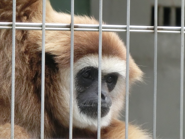 動物編のテナガザル科のシロテテナガザル