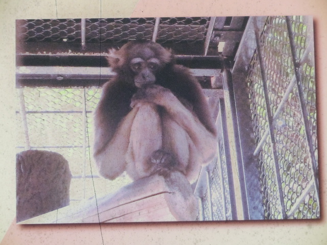 動物編のテナガザル科のアジルテナガザル（アジルテナガザル）