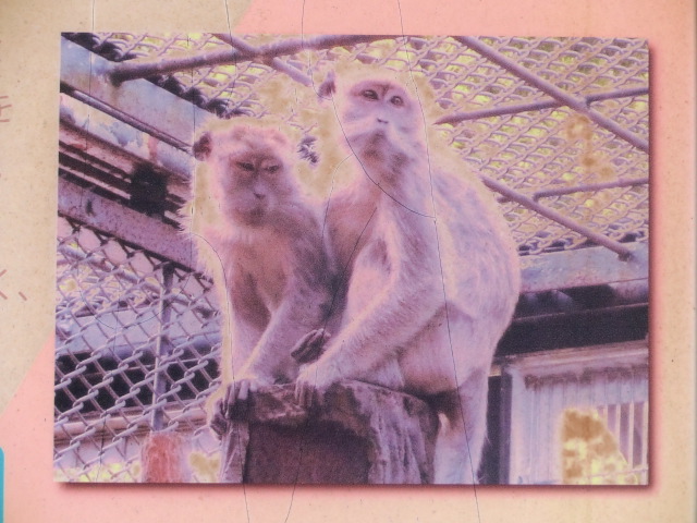 動物編のオナガザル科のカニクイザル（カニクイザル）