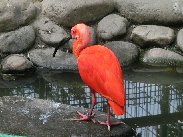 ưʪԤΥȥʤΥ祦祦ȥϼ