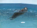 動物編の科のゴマフアザラシ（胡麻斑海豹）