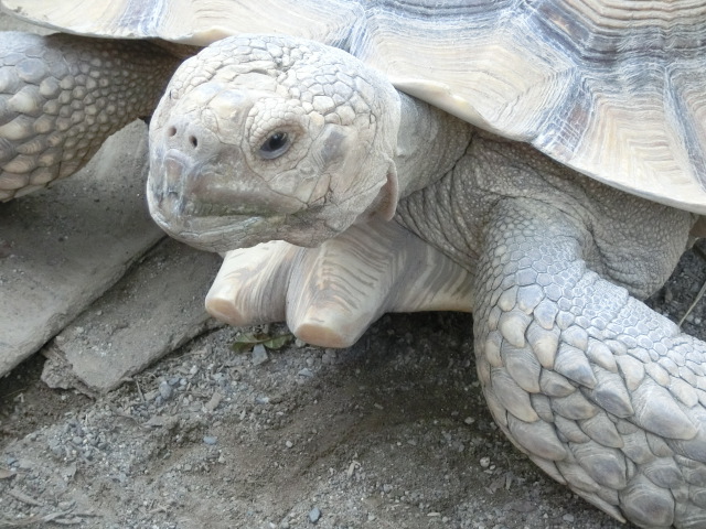 動物編のリクガメ科のケヅメリクガメ（ケヅメリクガメ）
