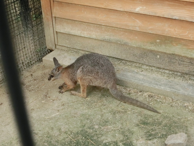 動物編のカンガルー科のパルマワラビー（パルマワラビー）
