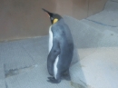 動物編の科のオウサマペンギン（オウサマペンギン）