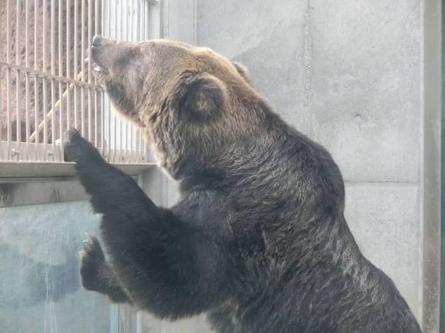 動物編のクマ科のヒグマ（羆）