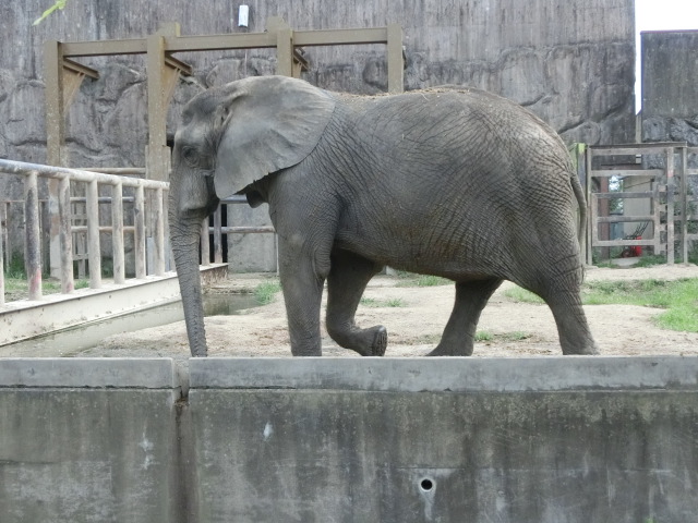 動物編のゾウ科のアフリカゾウ（アフリカゾウ）