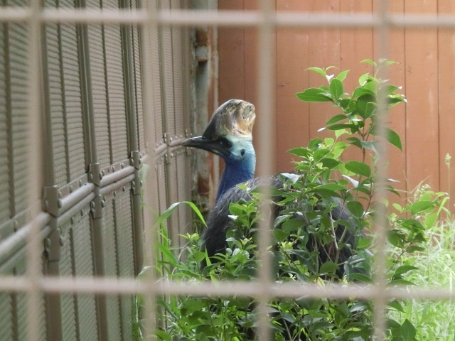 動物編のヒクイドリ科のヒクイドリ（火食い鳥）