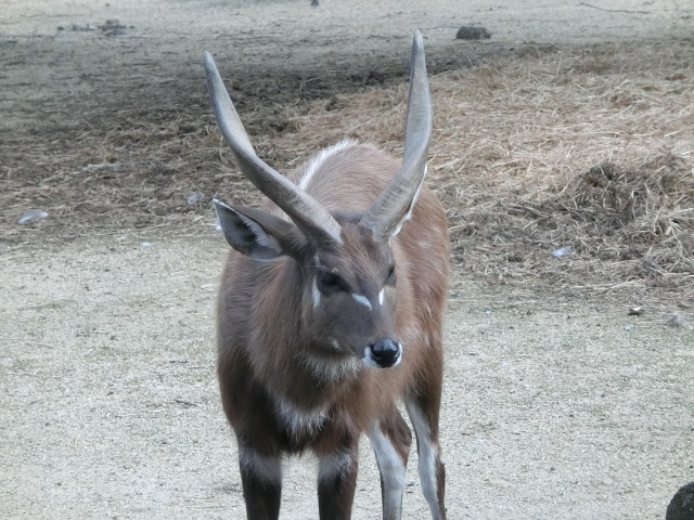 シタツンガ ウシ