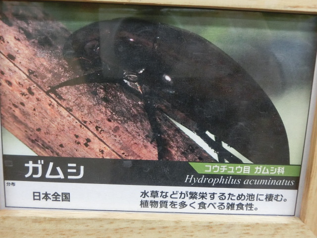 動物編のガムシ科のガムシ（牙虫）