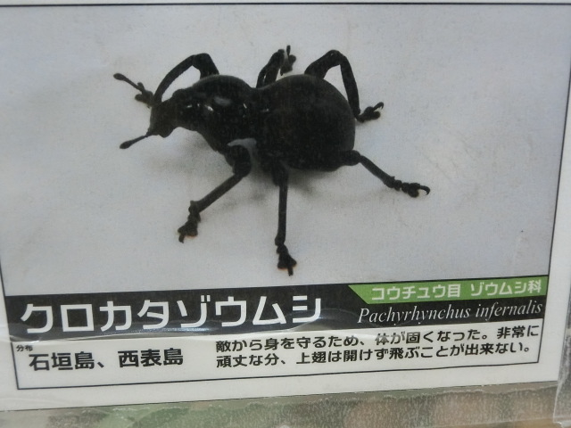 動物編のゾウムシ科のクロカタゾウムシ（クロカタゾウムシ）
