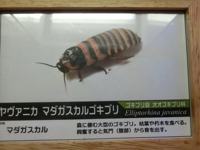 ưʪԤΥ֥ʤΥ˥ޥ르֥ʥ˥ޥ르֥