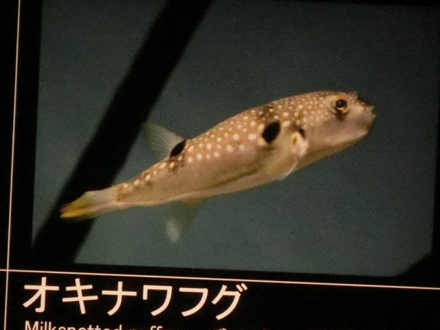動物編のフグ科のオキナワフグ（オキナワフグ）