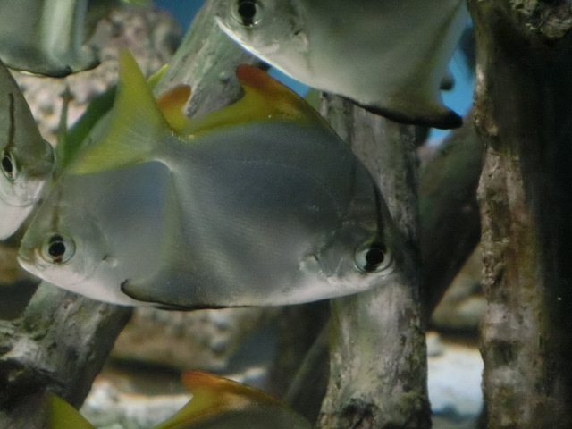 動物編のヒメツバメウオ科のヒメツバメウオ