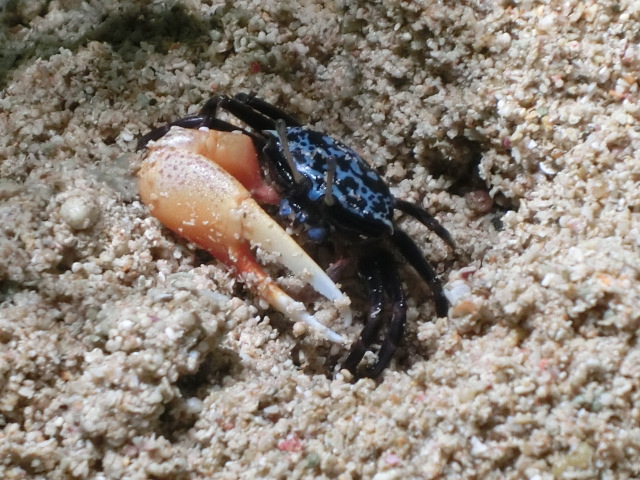 動物編のスナガニ科のルリマダラシオマネキ（ルリマダラシオマネキ）