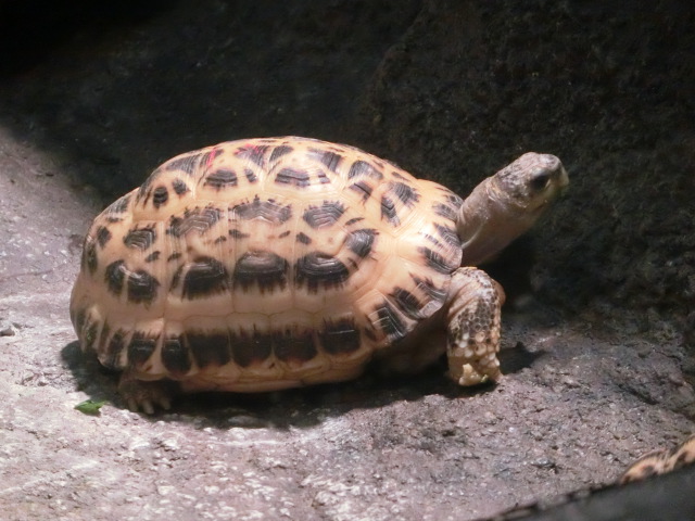 動物編のリクガメ科のキバラクモノスガメ（キバラクモノスガメ）