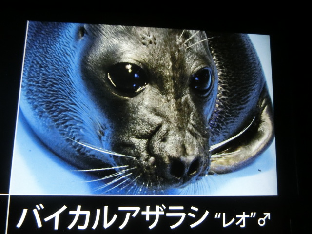 動物編のアザラシ科のバイカルアザラシ（バイカルアザラシ）