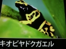 動物編の科のキオビヤドクガエル（黄帯矢毒蛙）