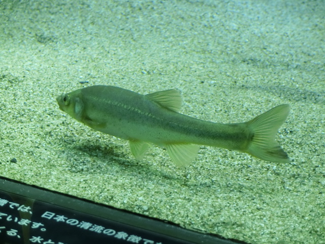 動物編のコイ科のアブラハヤ（油鮠）