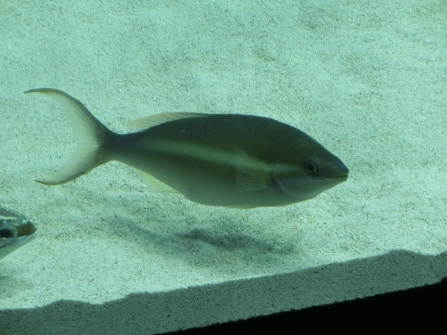 動物編のイトヨリダイ科のキツネウオ（狐魚）