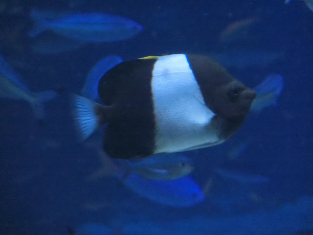 動物編のチョウチョウウオ科のブラックピラミッドバタフライフィッシュ（ブラックピラミッドバタフライフィッシュ）