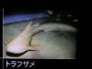 動物編の科のトラフザメ（虎斑鮫）