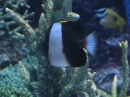 動物編のチョウチョウウオ科のブラックピラミッドバタフライフィッシュ(ブラックピラミッドバタフライフィッシュ)