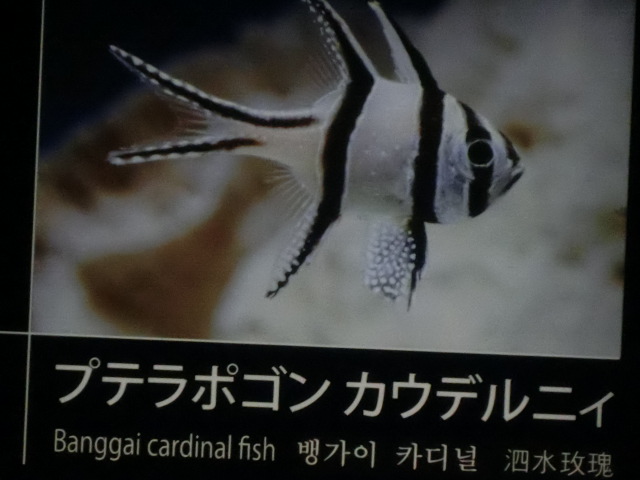 動物編のテンジクダイ科のアマノガワテンジクダイ（天川天竺鯛）