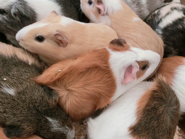 動物編のテンジクネズミ科のモルモット（モルモット）