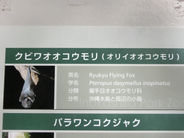 ưʪԤΥʤΥӥ索ʥӥ索
