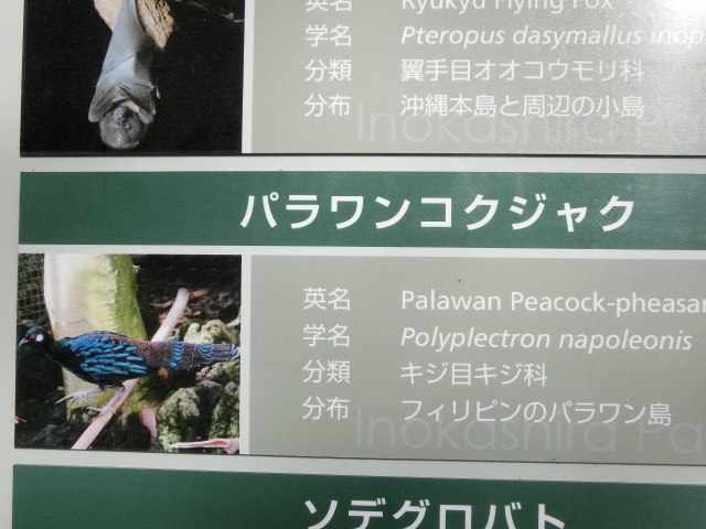 動物編のキジ科のパラワンコクジャク